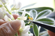 Weiße Lupinenblüte und Pinzette mit gelben Staubbeuteln.