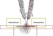 Grafik: Ausbreitung Verticillium in der Hopfenpflanze.