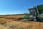 grüner Mähdrescher drischt Getreideparzellen bei strahlend schönem Wetter