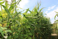 Mais-Stangenbohnen-Mischanbau auf einem Feld