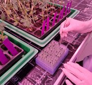 Probenentnahme mit Pipette aus Reagenzgläsern im Glashaus unter Gewächshausbeleuchtung 