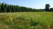 Blühfläche vor Hopfengarten, Feldgehölz im Hintergrund, als Beispiel für eine vielfältige landwirtschaftliche Kulisse