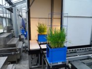 Gerstenpflanzen in der Moving-Fields-Anlage bei der Einfahrt in die Kabine zur Wurzelaufnahme