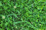 Feldbestand mit Gras und Weißklee, teilweise mit weißen Blüten