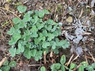 Rotkleepflanzen, mit teilweise abgestorbenen weißlichen Blättern durch den Kleekrebspilz.