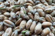 Winterweizenkörner mit grünen Keimlingen