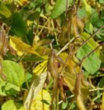 Sojabohnenpflanze mit Hülsenansatz