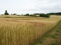 Öko-Getreideparzellen auf dem Feld.