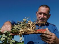 Ein Mann zeigt eine frisch ausgegrabene Erdnusspflanze mit Hülsen.