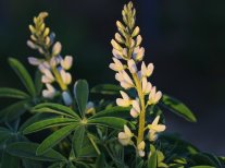 Lupinenpflanze mit weißer Blüte