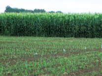 Feld mit Mais in unterschiedlichen Stadien