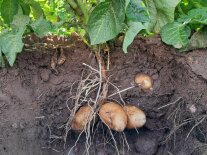 Ausgegrabene Kartoffelstaude mit Kartoffeln und Kartoffelkraut.