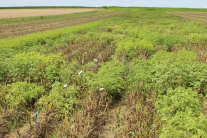 Braun- und Krautfäule (Phytophthora investans) resistente Kartoffelstämme im Vergleich zu anfälligen Vergleichssorten im Zuchtgarten.