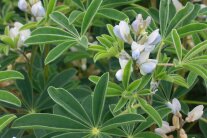 gefiederte Blätter und weiße Blüten der weißen Lupine