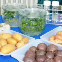Kartoffelstämme in Gefäßen auf Agar-Nährmedien und verschiedenfarbige Kartoffelknollen  