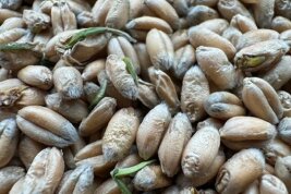 Winterweizenkörner mit grünen Keimlingen