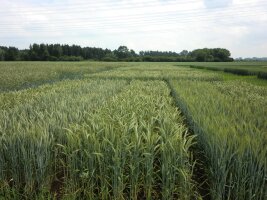 Wintertriticale-Feld