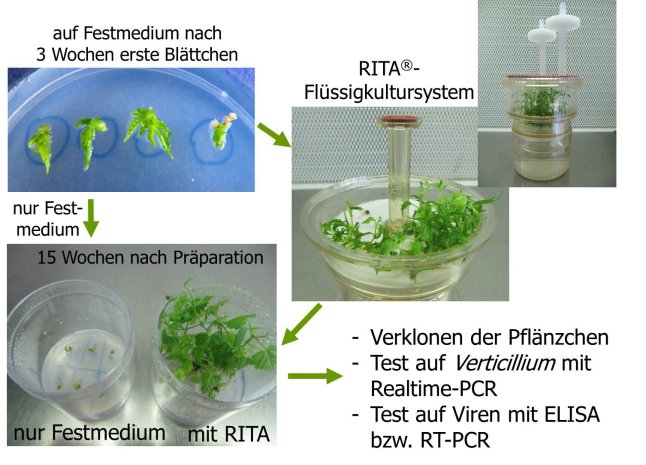 Collage einzelner Prozessfotos: Regeneration des Meristems in vollständige Hopfenpfänzchen in Flüssigkultur.