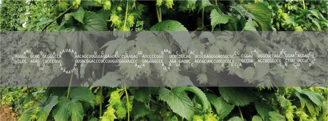 Sekundärstruktur der CBCVd-Referenzsequenz und infizierte Hopfenpflanze