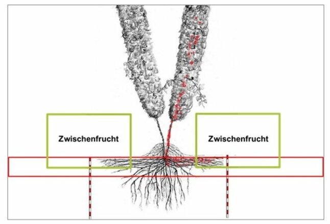 Ausbreitung von Verticillium in der Hopfenpflanze und im Boden, gezeichnete Hopfenrebe mit rot eingefärbten der Welke-Pilz Befall in den Leitungsbahnen