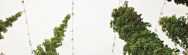 Gesunde Hopfenpflanzen haben die Gerüsthöhe erreicht und deutlich mehr Blattmasse und Dolden gebildet. CBCVd symptomatische Pflanzen erreichen die Gerüsthöhe nicht und laufen nach oben spitz zu. 
