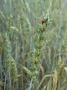 grün-gelbe Weizenähre 