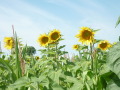 Mais-Sonnenblumen Mischanbau