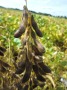braun-verfärbte Hülsen der Sojabohne