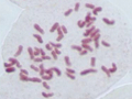 Oktoploide Zelle mit 56 angefärbten Chromosomen
