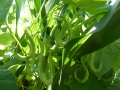 Stangenbohnen mit Hülsen an einer Maispflanze