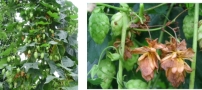 Collage: Hopfenpflanze mit bräunliche Dolden; Detailaufnahme