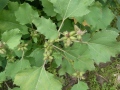 Xanthium sibiricum Pflanze