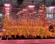 Blühende Baldrianpflanzen unter LED-Beleuchtung im Gewächshaus
