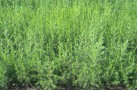 Artemisia scoparia junger Bestand