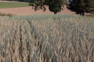Ausschnitt aus Getreidefeld mit Sommertriticale zur Zweitfruchtnutzung