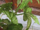Mit Peronospora humuli (Falscher Melhtau-Pilz) infizierte Hopfenblätter 