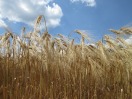 Reife Getreideähren unter einem weiß-blauen Himmel