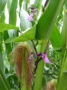 Maispflanzen, an denen blühende Stangenbohnen hochranken