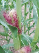 Foto von Maispflanze auf dem Feld mit roten Narbenfäden