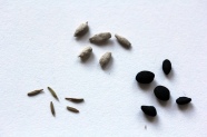 Samen von Rainfarn in drei Aufbereitungsvarianten: links pure, mittig mit Pilliermasse versehene sowie rechts zusätzlich mit Aktivkohle ummanteltes Saatgut.