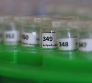 kleine Reaktionsgefäße in einem grünen Rack, die DNA-Proben für die Stammbaumanalyse enthalten