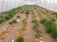 Deutliche Unterschiede im Gewächshaus von trockenstresstoleranten Pflanzen (noch grün) zu anfälligen, vertrockneten Pflanzen