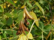 Sojabohnenpflanze mit Hülsen