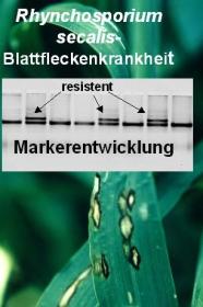 Gerstenpflanze mit Rhynchosporium Befall (Blattfleckenkrankheit). Der markerbasierte DNA-Test kann pilzresistente von anfälligen Gersten unterscheiden.