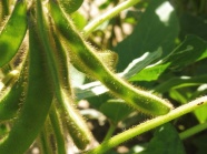 Sojabohnenpflanzen mit gutem Hülsenansatz