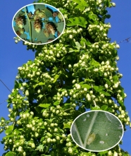 Hopfenpflanze mit zwei herangezoomten kleinen Bildern: braune Dolden und Schädlinge