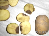 halbierte Kartoffeln mit Fäulnis; beanstandete Kartoffelprobe