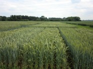 Ein grünes Getreidefeld.