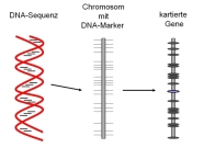 Schema von der DNA-Sequenz über die Chromosomenkarte zum kartierten Gen.