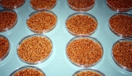 Petrischalen mit eingeweichten Weizenkörnern